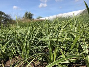 Carex morrowii 'Ice Dance' geen maat specificatie cont. 2,0L