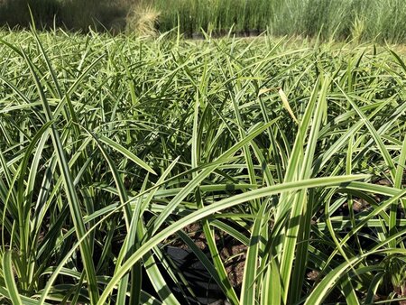 Carex morrowii 'Ice Dance' geen maat specificatie cont. 2,0L - afbeelding 2