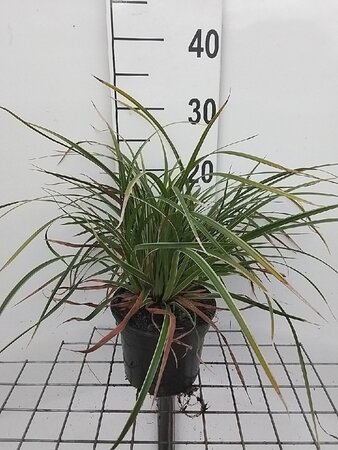 Carex morrowii 'Ice Dance' geen maat specificatie cont. 2,0L - afbeelding 3