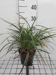 Carex morrowii 'Ice Dance' geen maat specificatie cont. 2,0L - afbeelding 3