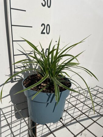 Carex morrowii 'Ice Dance' geen maat specificatie cont. 2,0L - afbeelding 4