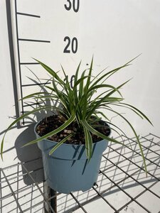 Carex morrowii 'Ice Dance' geen maat specificatie cont. 2,0L - afbeelding 4