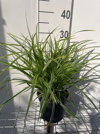 Carex morrowii 'Ice Dance' geen maat specificatie cont. 2,0L - afbeelding 5