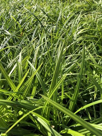 Carex morrowii 'Irish Green' geen maat specificatie cont. 2,0L - afbeelding 1