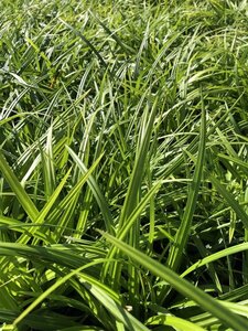 Carex morrowii 'Irish Green' geen maat specificatie cont. 2,0L