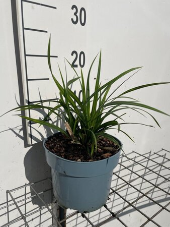 Carex morrowii 'Irish Green' geen maat specificatie cont. 2,0L - afbeelding 3
