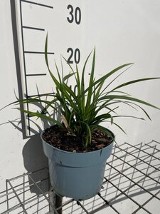Carex morrowii 'Irish Green' geen maat specificatie cont. 2,0L - afbeelding 3