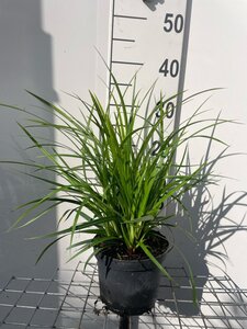 Carex morrowii 'Irish Green' geen maat specificatie cont. 2,0L - afbeelding 4
