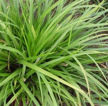 Carex morrowii 'Mosten' geen maat specificatie 0,55L/P9cm - afbeelding 4
