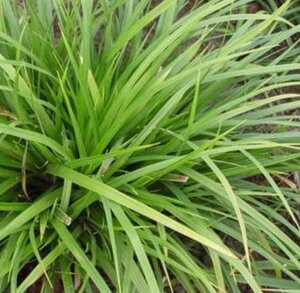Carex morrowii 'Mosten' geen maat specificatie 0,55L/P9cm - afbeelding 4