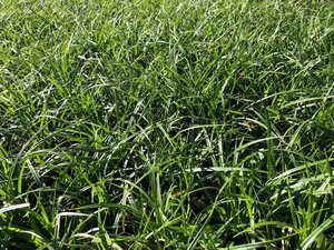 Carex morrowii 'Mosten' geen maat specificatie 0,55L/P9cm