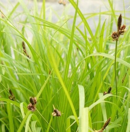Carex montana geen maat specificatie 0,55L/P9cm - afbeelding 2