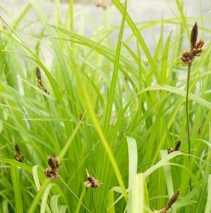 Carex montana geen maat specificatie 0,55L/P9cm - afbeelding 2