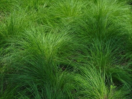 Carex montana geen maat specificatie 0,55L/P9cm - afbeelding 1