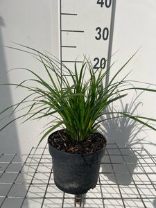 Carex morrowii geen maat specificatie cont. 2,0L