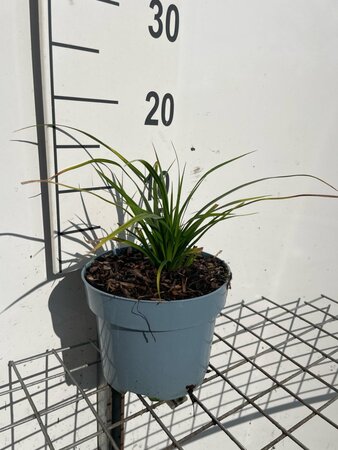 Carex morrowii geen maat specificatie cont. 2,0L - afbeelding 2