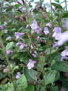 Calamintha n. 'Lila Riese' geen maat specificatie 0,55L/P9cm