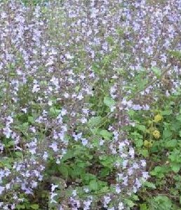 Calamintha n. 'Lila Riese' geen maat specificatie 0,55L/P9cm - afbeelding 2