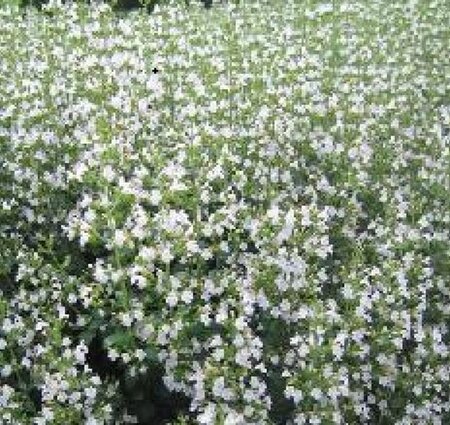 Calamintha n. 'Triumphator' geen maat specificatie 0,55L/P9cm