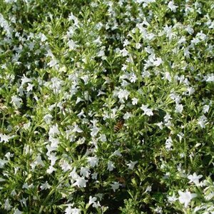Calamintha n. 'Weisser Riese' geen maat specificatie 0,55L/P9cm