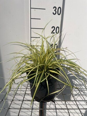 Carex oshim. 'Evergold' geen maat specificatie cont. 2,0L - afbeelding 4