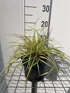 Carex oshim. 'Evergold' geen maat specificatie cont. 2,0L - afbeelding 4