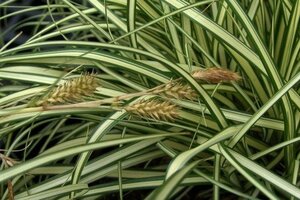 Carex oshim. 'Evergold' geen maat specificatie cont. 2,0L
