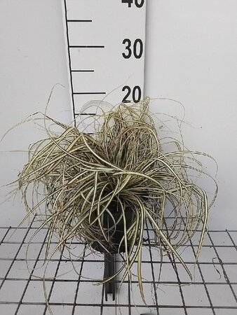 Carex oshim. 'Evergold' geen maat specificatie cont. 2,0L - afbeelding 5