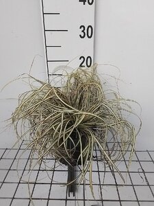 Carex oshim. 'Evergold' geen maat specificatie cont. 2,0L - afbeelding 5