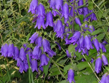 Campanula 'Sarastro' geen maat specificatie 0,55L/P9cm - afbeelding 2