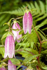 Campanula takesimana geen maat specificatie 0,55L/P9cm