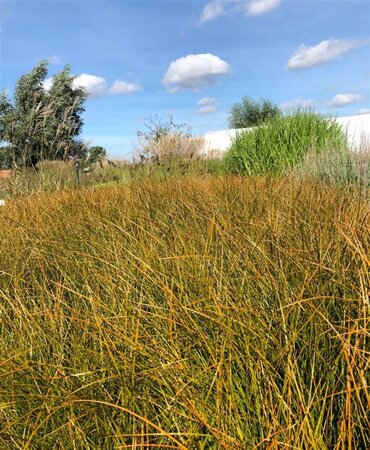 Carex testacea 'Prairie Fire' geen maat specificatie cont. 2,0L - afbeelding 1