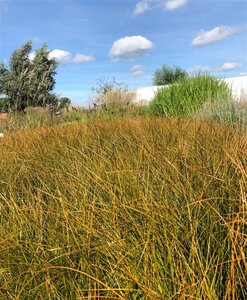 Carex testacea 'Prairie Fire' geen maat specificatie cont. 2,0L
