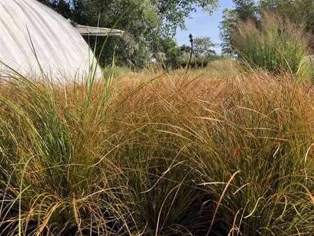 Carex testacea 'Prairie Fire' geen maat specificatie cont. 2,0L - afbeelding 2