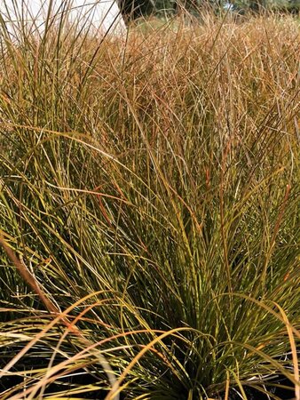 Carex testacea 'Prairie Fire' geen maat specificatie cont. 2,0L - afbeelding 3