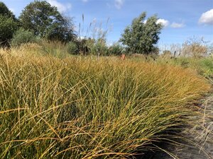 Carex testacea 'Prairie Fire' geen maat specificatie cont. 2,0L - afbeelding 4
