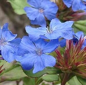 Ceratostigma griffithii geen maat specificatie 0,55L/P9cm