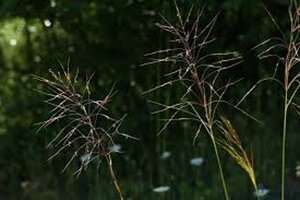 Chrysopogon gryllus geen maat specificatie 0,55L/P9cm