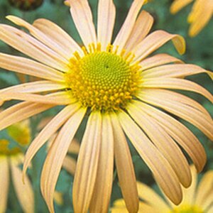 Chrysanthemum (R) 'Mary Stoker' geen maat specificatie 0,55L/P9cm