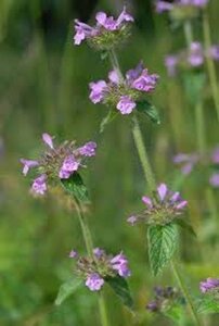 Clinopodium vulgare geen maat specificatie 0,55L/P9cm