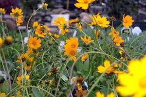 Coreopsis auriculata 'Nana' geen maat specificatie 0,55L/P9cm