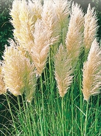 Cortaderia s. 'Evita' geen maat specificatie 0,55L/P9cm