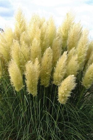 Cortaderia selloana 'Sunningdale Silver' geen maat specificatie 0,55L/P9cm