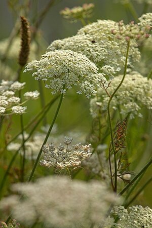 Daucus carota geen maat specificatie 0,55L/P9cm