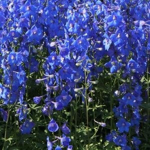 Delphinium (B) 'Piccolo' geen maat specificatie 0,55L/P9cm