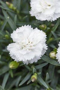 Dianthus (PL) 'Albus Plenus' geen maat specificatie 0,55L/P9cm