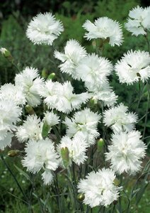 Dianthus (PL) 'Albus Plenus' geen maat specificatie 0,55L/P9cm - afbeelding 2