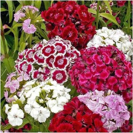 Dianthus barbatus geen maat specificatie 0,55L/P9cm