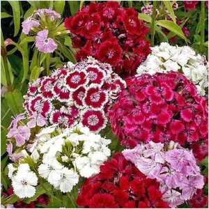 Dianthus barbatus geen maat specificatie 0,55L/P9cm
