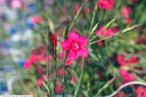Dianthus Diantica Lavender+ Eye geen maat specificatie 0,55L/P9cm